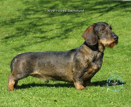 Dachshund 8R020D-23.JPG